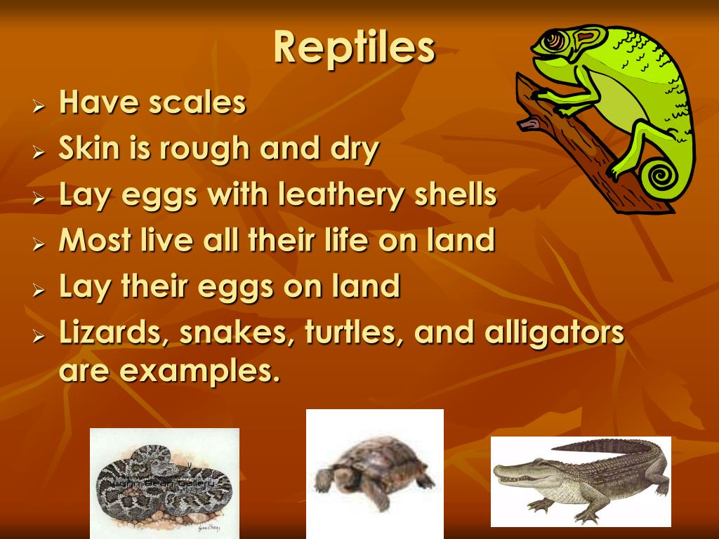 PPT Animals Grow and Change by Denise Carroll PowerPoint Presentation