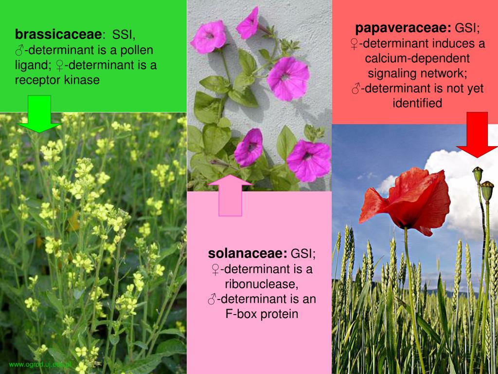 PPT in plants PowerPoint Presentation, free