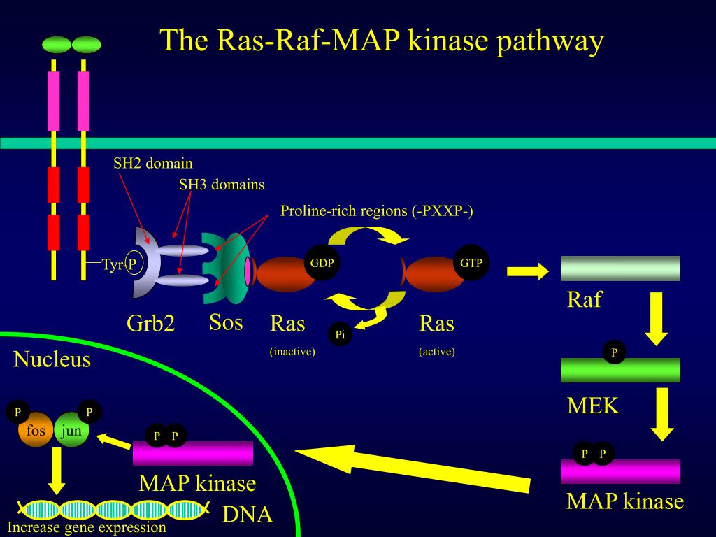 PPT Receptor tyrosine kinases PowerPoint Presentation, free download