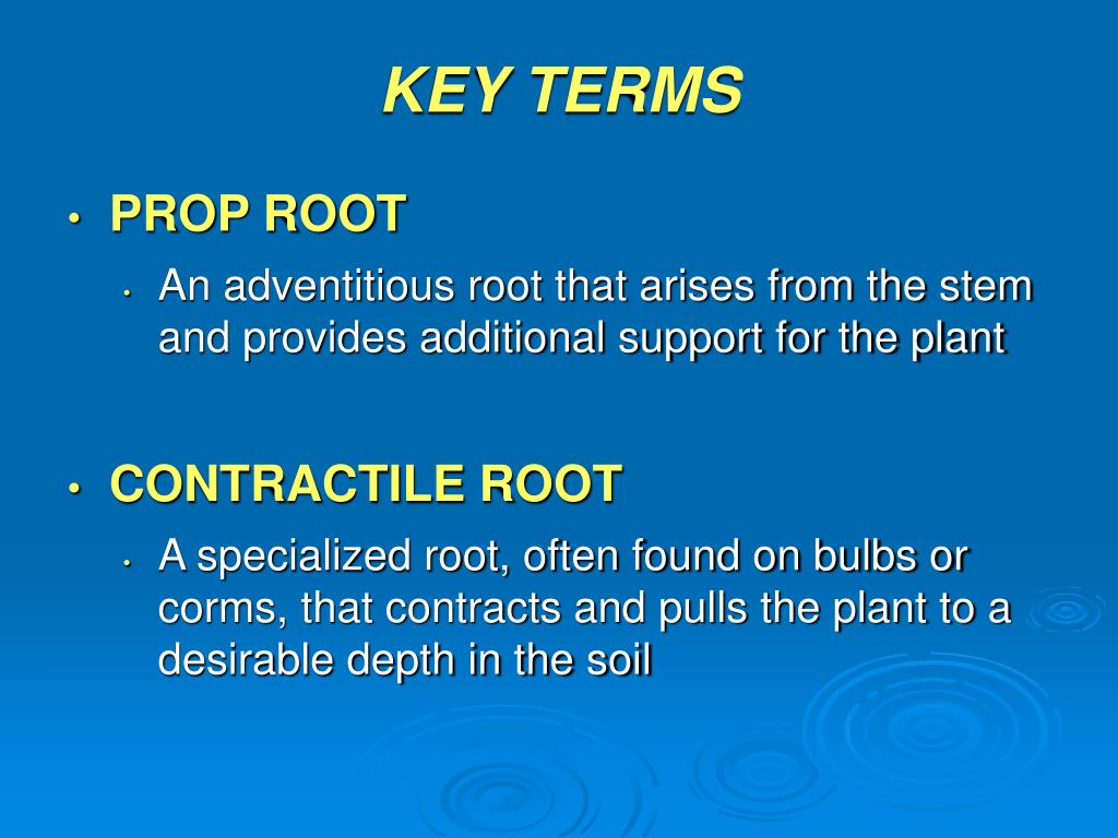 PPT Plant Organs Roots PowerPoint Presentation, free download ID366376