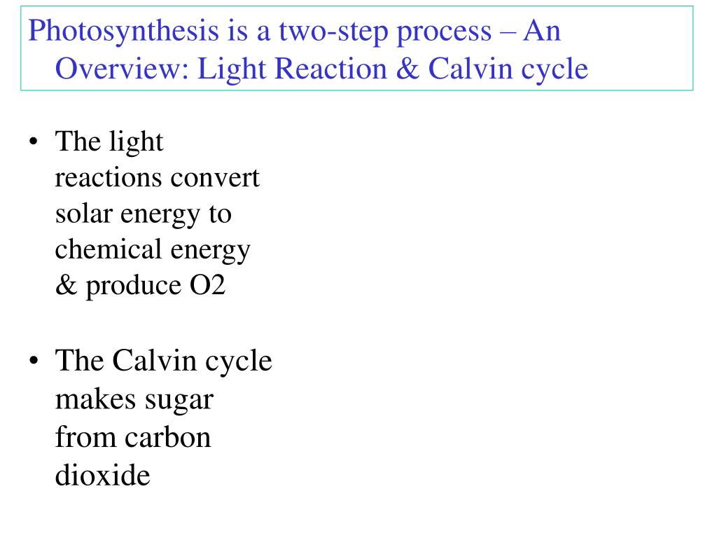 PPT CHAPTER 7 Photosynthesis Using Light to Make Food PowerPoint
