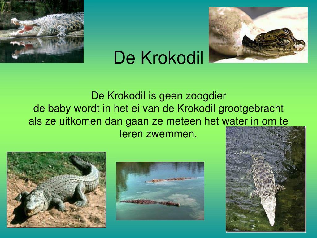 Ppt - Kenmerken Krokodillen Powerpoint Presentation, Free Download - Id:367616