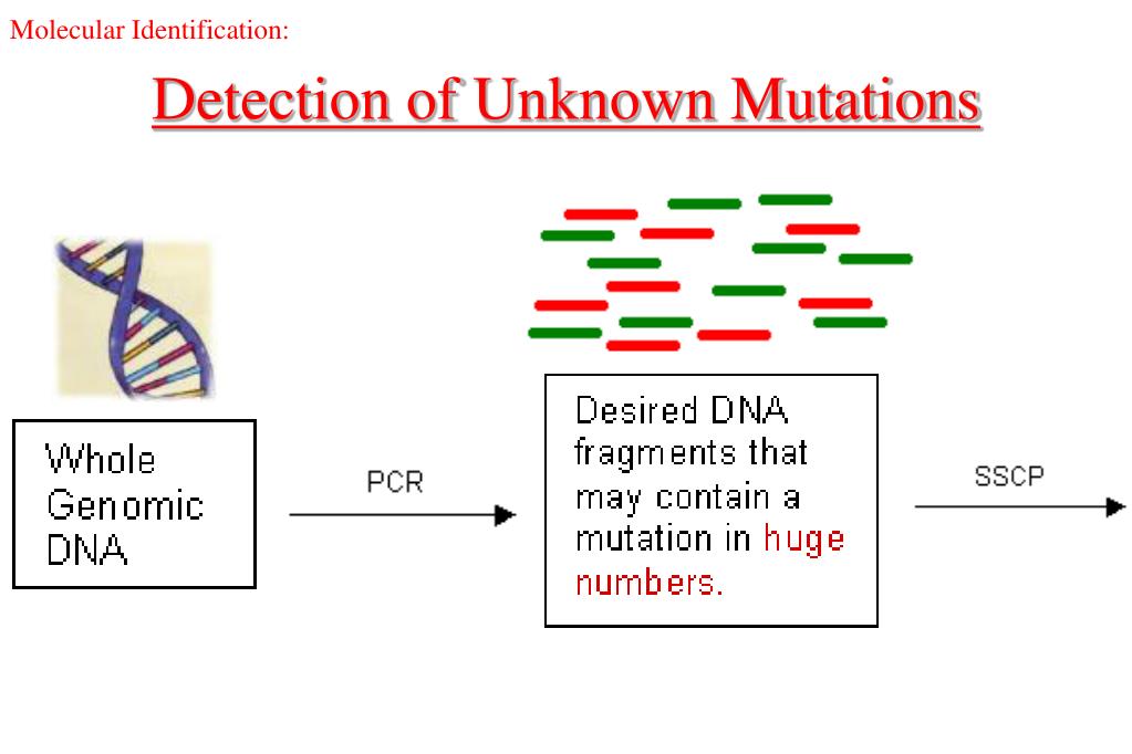 PPT Polymerase Chain Reaction (PCR) and Its Applications PowerPoint