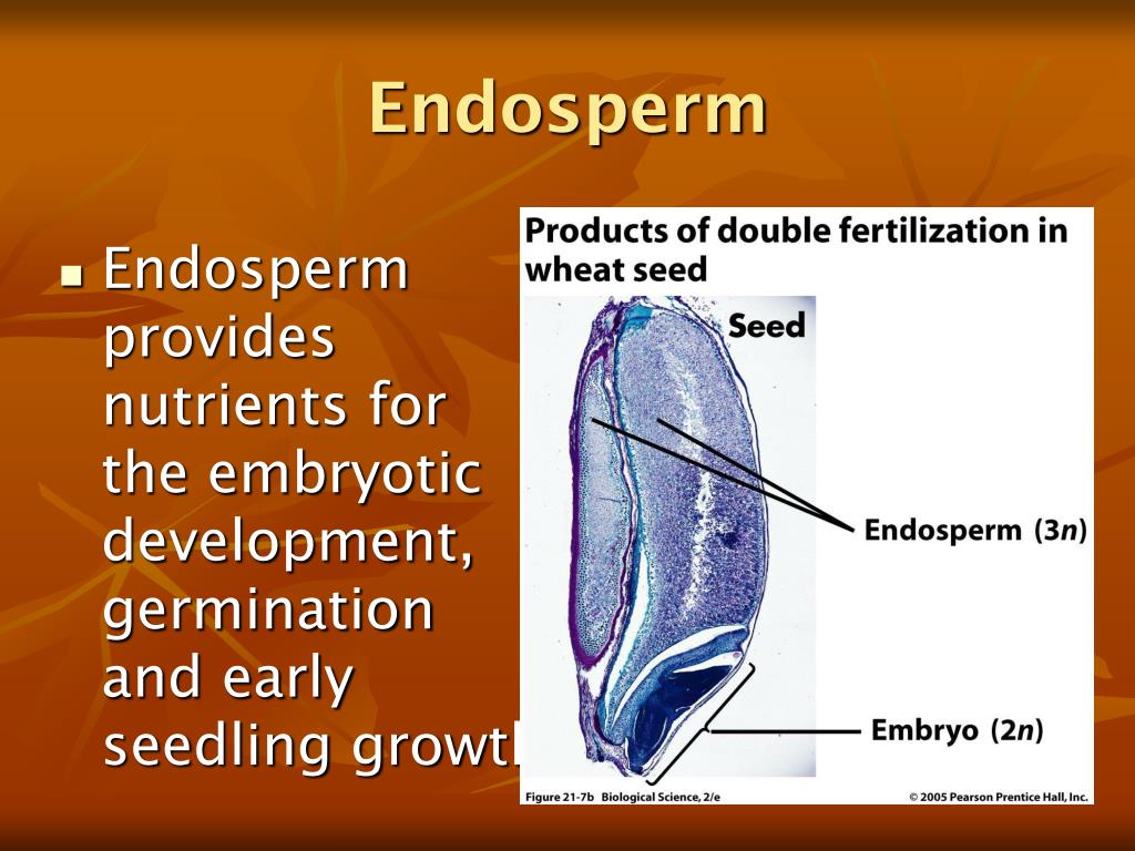 PPT Early Development PowerPoint Presentation ID371787