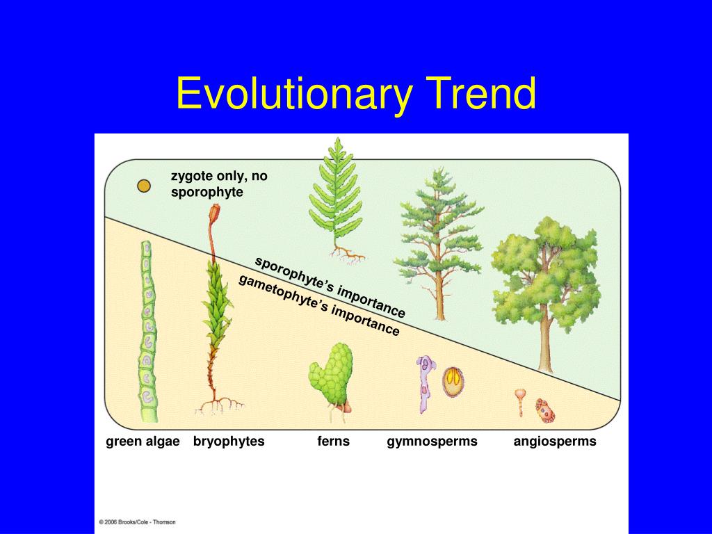 PPT Plant Evolution PowerPoint Presentation, free download ID37342