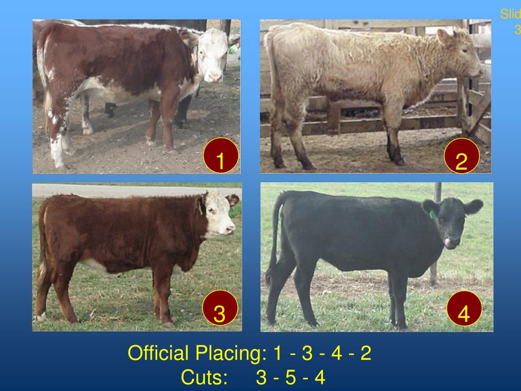 PPT Judging Beef Heifers PowerPoint Presentation, free download ID