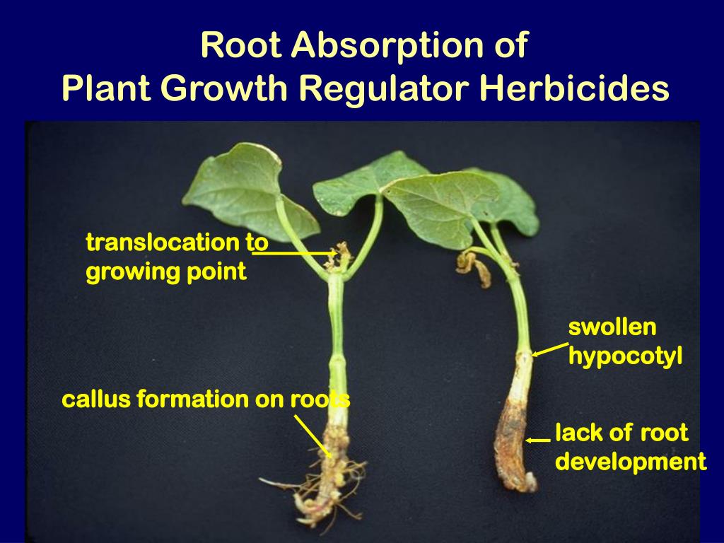 PPT Herbicide Mode of Action PowerPoint Presentation ID373953
