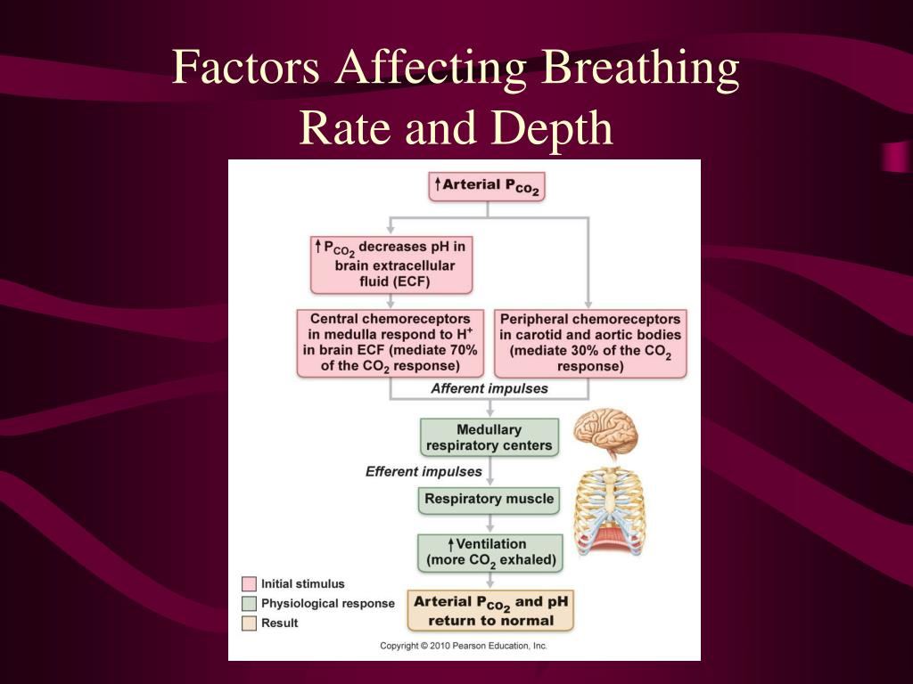 PPT THE RESPIRATORY SYSTEM PowerPoint Presentation, free download