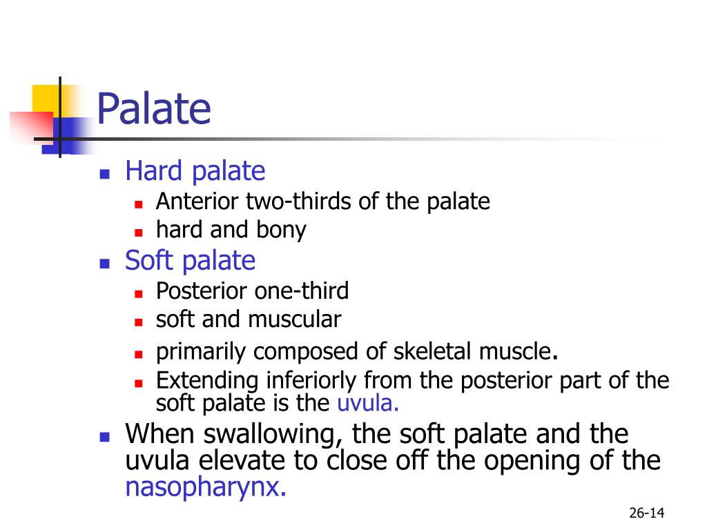 PPT Human Anatomy, First Edition McKinley & O'Loughlin PowerPoint