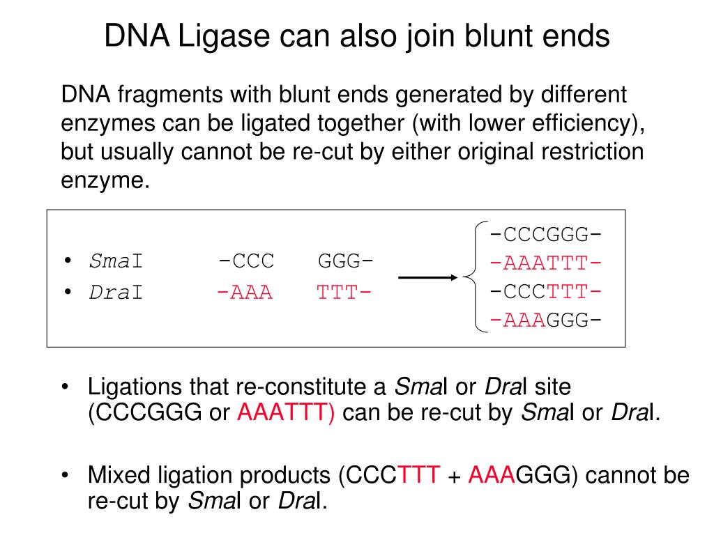PPT Introduction to Cloning and DNA