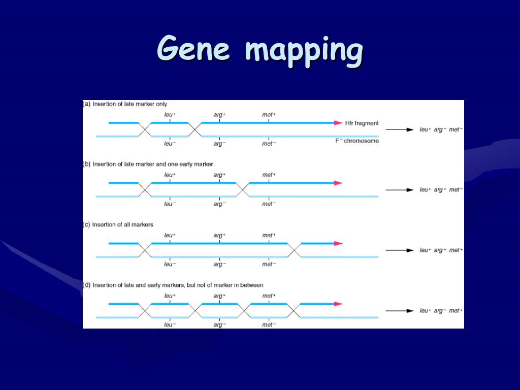 PPT Bacteriophages, and Horizontal Gene Transfer