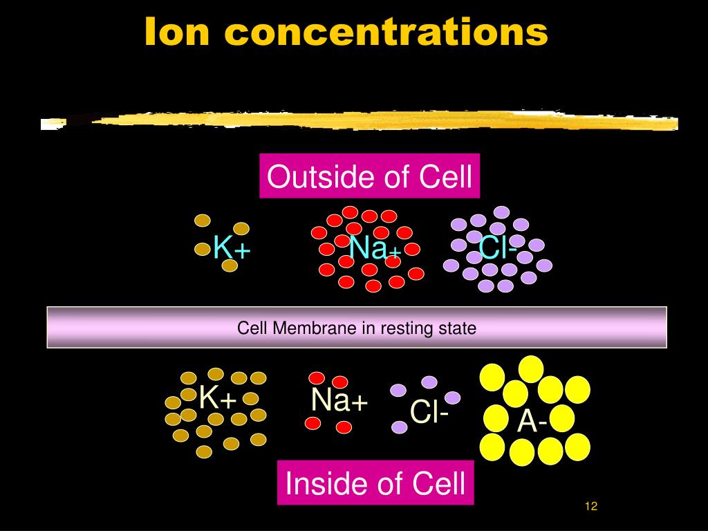 PPT Neurons and Synapses PowerPoint Presentation, free download ID