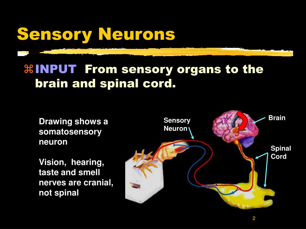 PPT Neurons and Synapses PowerPoint Presentation, free