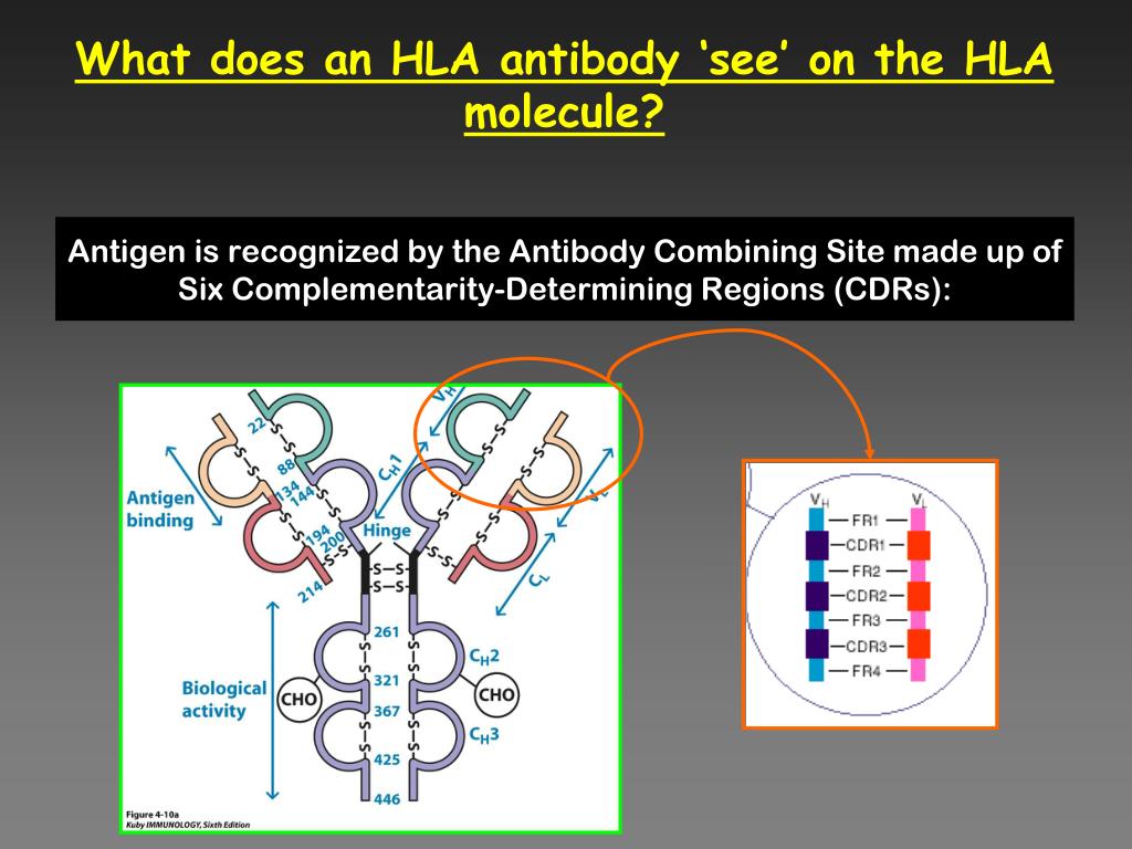 PPT Structurally based HLA matching A Useful Tool to Fill the Gaps