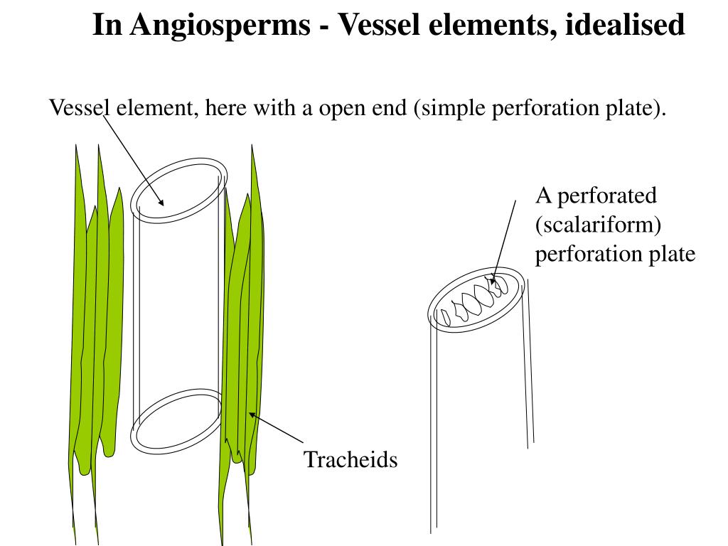 PPT Vascular Tissue Xylem and Phloem PowerPoint Presentation ID