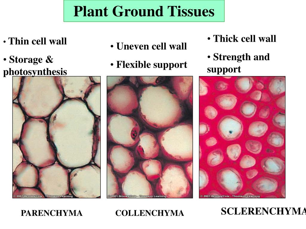 PPT Vascular Tissue Xylem and Phloem PowerPoint Presentation ID