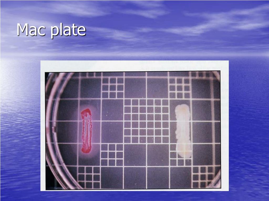 PPT Specimen Cultivation PowerPoint Presentation, free download ID