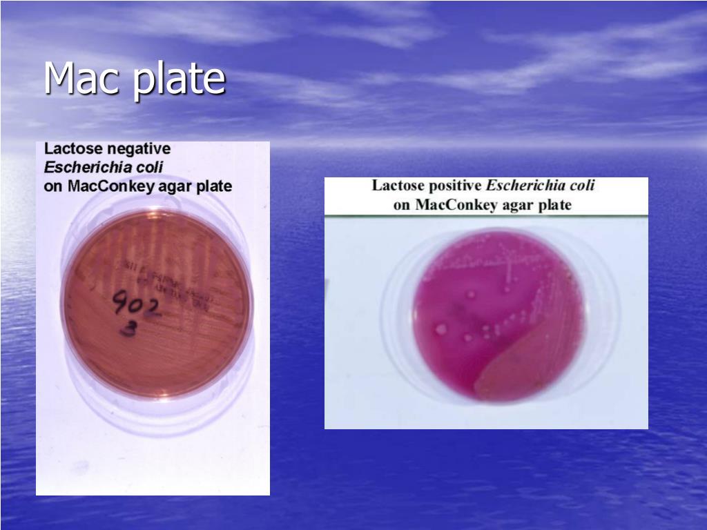 PPT Specimen Cultivation PowerPoint Presentation, free download ID