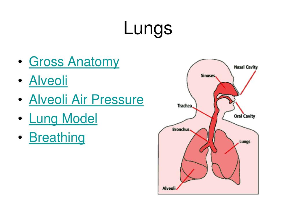 PPT Respiratory System Chapter 4 PowerPoint Presentation, free