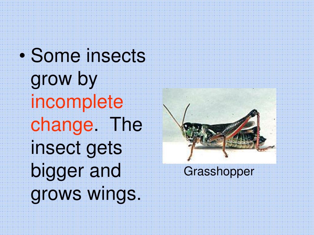 PPT Insects PowerPoint Presentation, free download ID394681