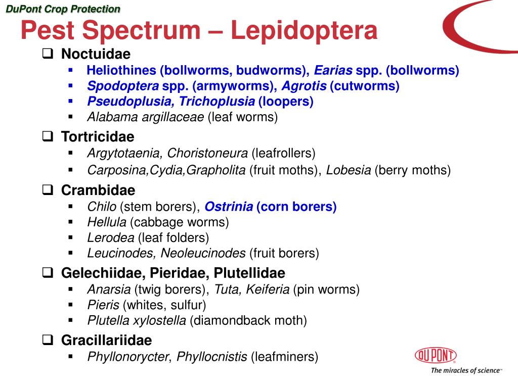 PPT Altacor ™ WG Insecticide ( DPXE2Y45) Introducing a Novel