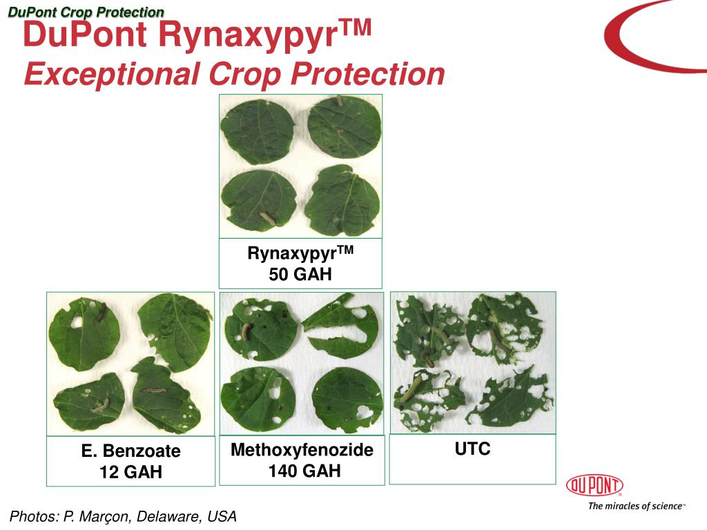 PPT Altacor ™ WG Insecticide ( DPXE2Y45) Introducing a Novel