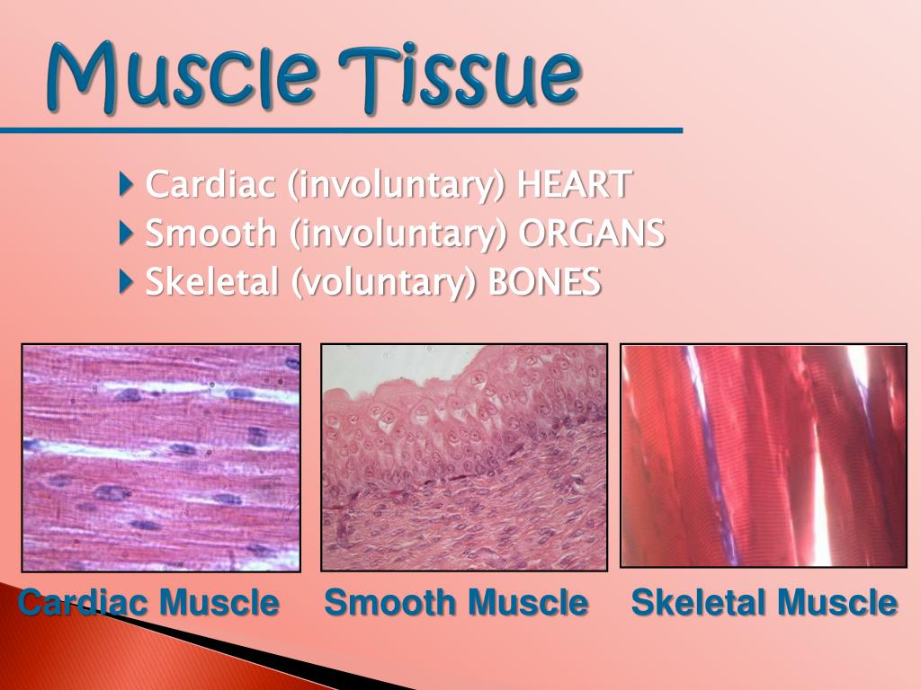 PPT Tissues of the Body PowerPoint Presentation, free download ID