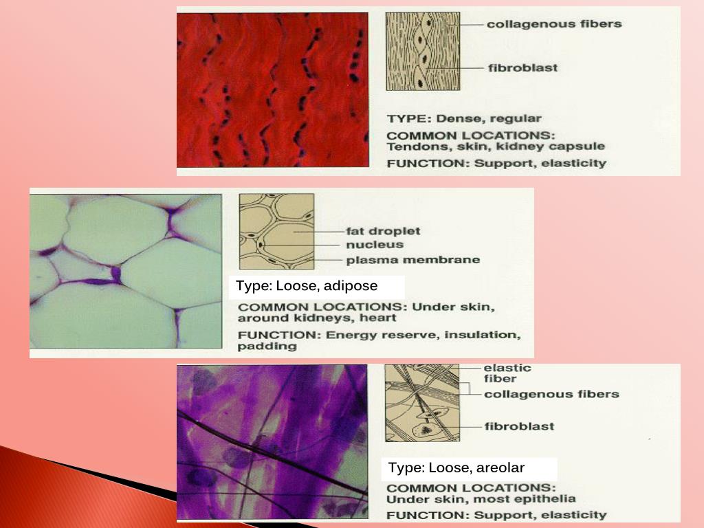 PPT Tissues of the Body PowerPoint Presentation, free download ID