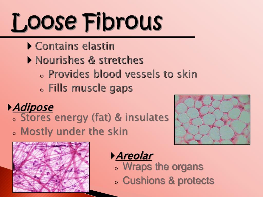 PPT Tissues of the Body PowerPoint Presentation, free download ID