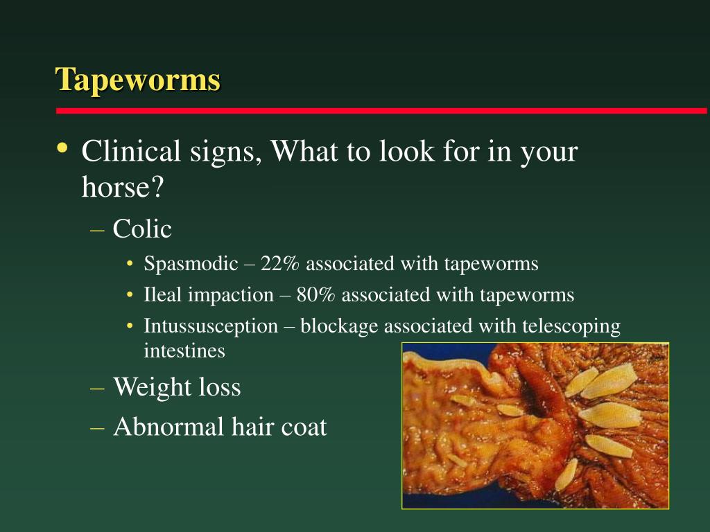 PPT Preventative Medicine in the Older Horse PowerPoint Presentation ID39664