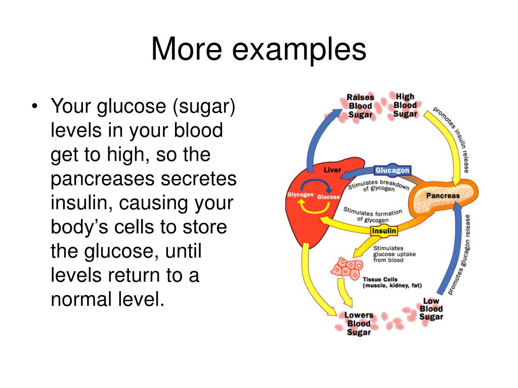 7.8 Homeostasis and Feedback – Human Biology