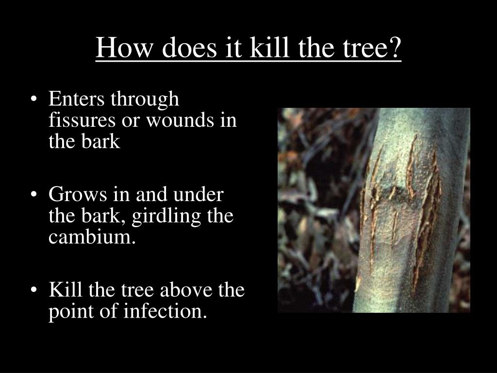 PPT Chestnut Blight Cryphonectria parasitica PowerPoint Presentation