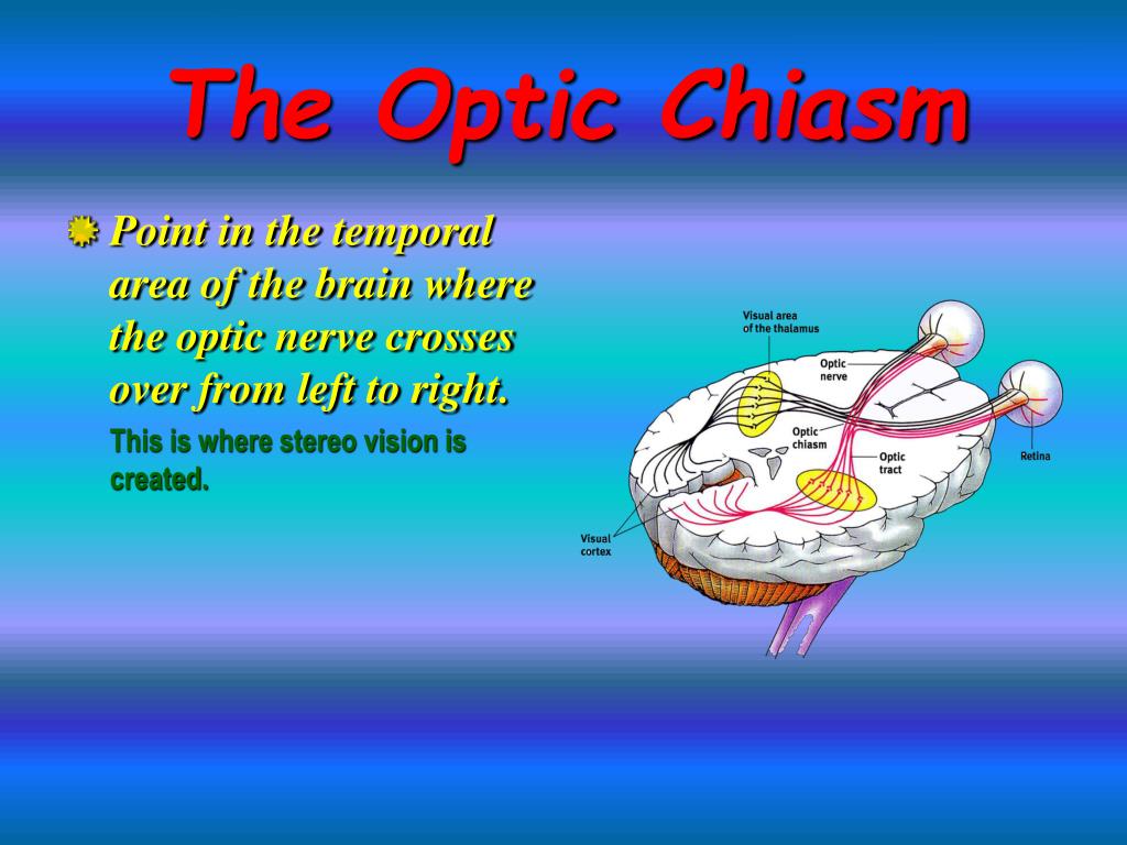 PPT Sensation and Perception PowerPoint Presentation, free download