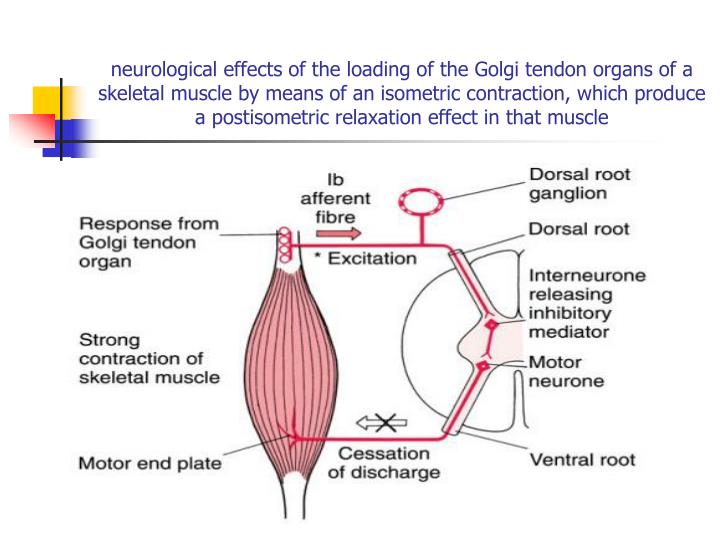 PPT MUSCLE ENERGY TECHNIQUES (MET) PowerPoint Presentation ID400191