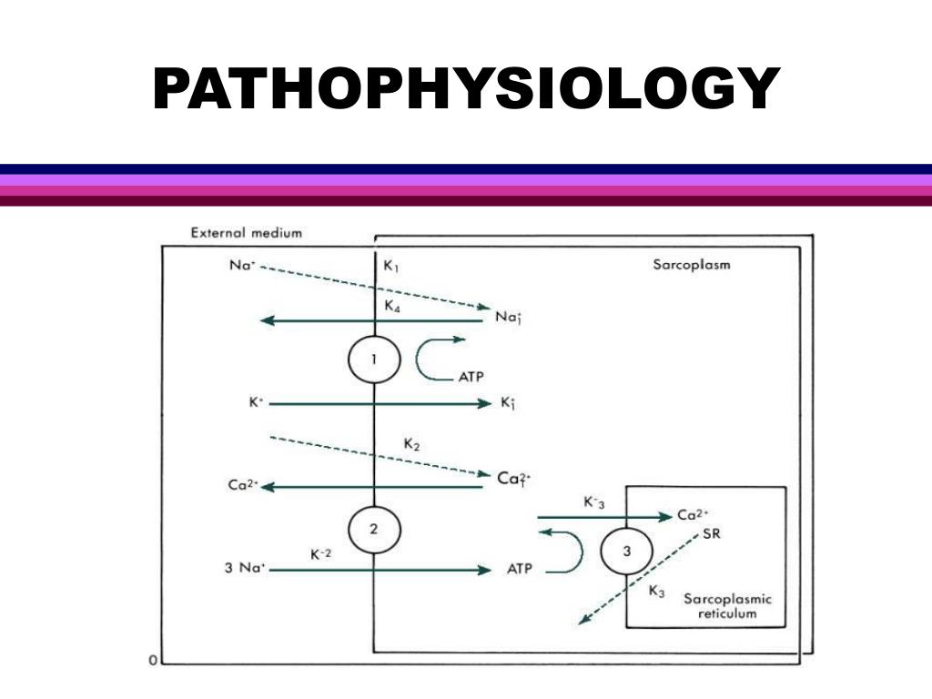 PPT RHABDOMYOLYSIS & COMPARTMENT SYNDROME PowerPoint Presentation ID401842