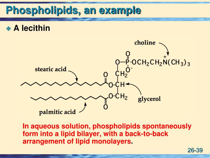 PPT Lipids PowerPoint Presentation ID401966