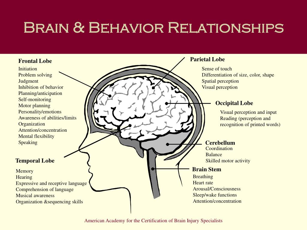 PPT Chapter 3 Understanding the Brain and Brain Injury PowerPoint