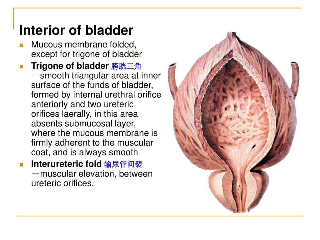 PPT The Urinary System PowerPoint Presentation, free download ID404216