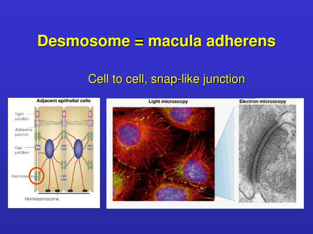 PPT Adhesion Cell junctions PowerPoint Presentation, free download