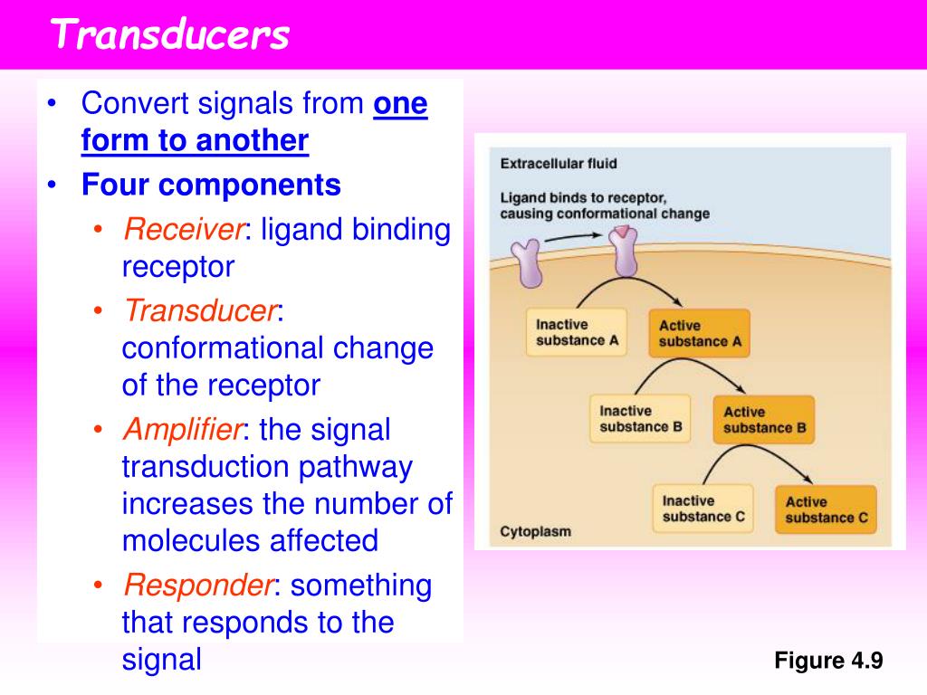 PPT Hormones and Cell Signaling PowerPoint Presentation, free