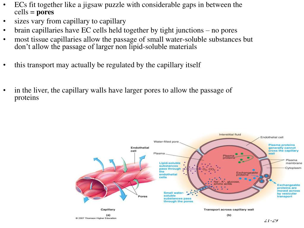 PPT Blood, Blood Vessels & Circulation PowerPoint Presentation ID