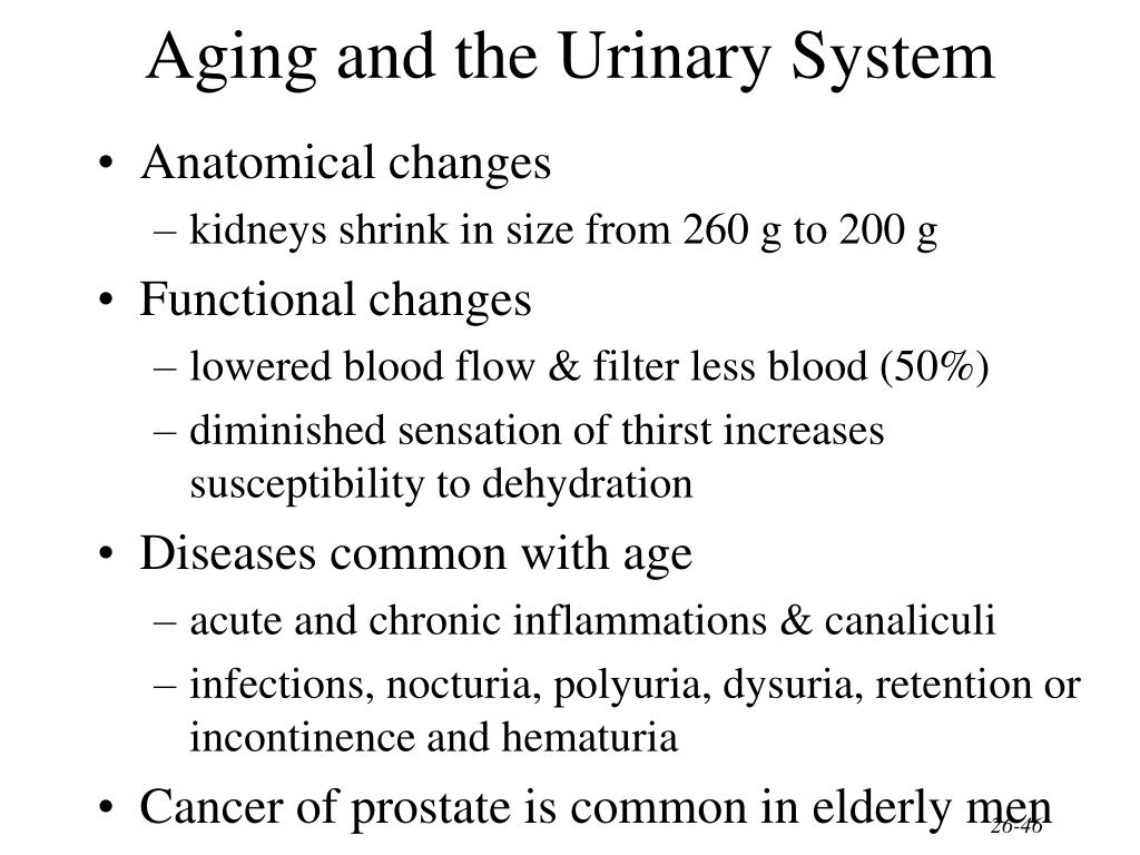 PPT Chapter 26 The Urinary System PowerPoint Presentation, free