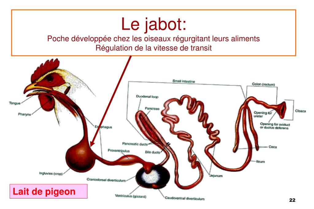 PPT La Physiologie Digestive vue générale PowerPoint Presentation