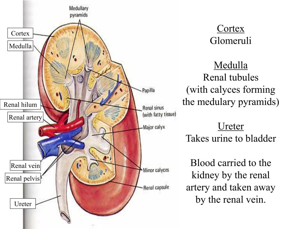 PPT Anatomy of the Urinary System Kidneys (urine formation) Lower