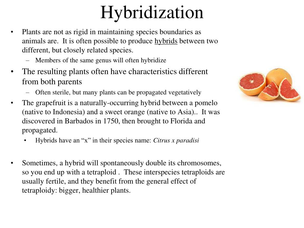 PPT Basic Biology II and Evolution PowerPoint Presentation