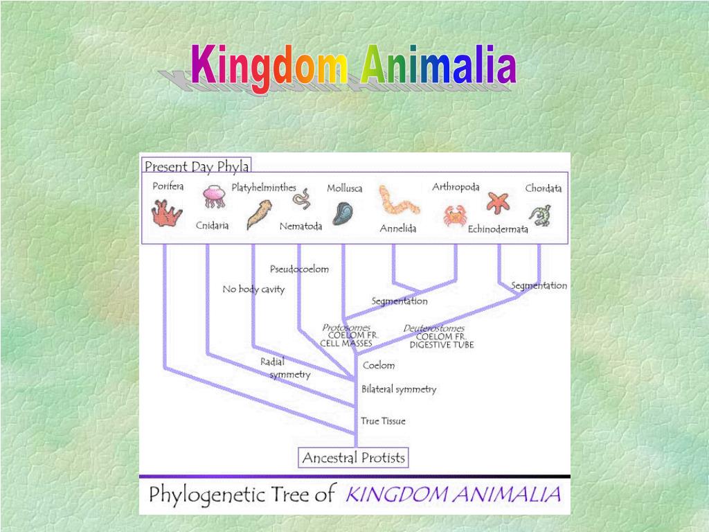 PPT Kingdom Animalia PowerPoint Presentation, free download ID411692