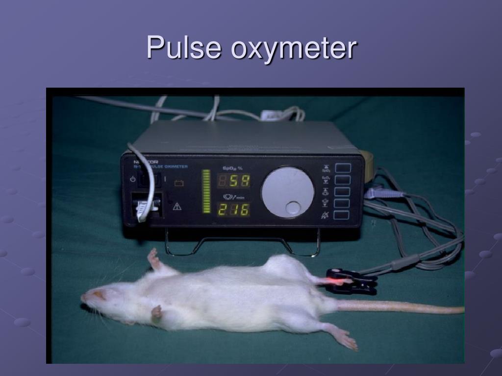 PPT Anaesthesia of laboratory animals PowerPoint Presentation, free