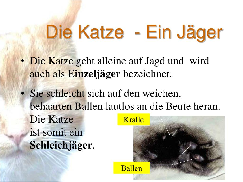 PPT Die Katze PowerPoint Presentation, free download ID414036