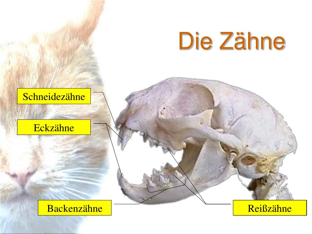 PPT Die Katze PowerPoint Presentation, free download ID414036