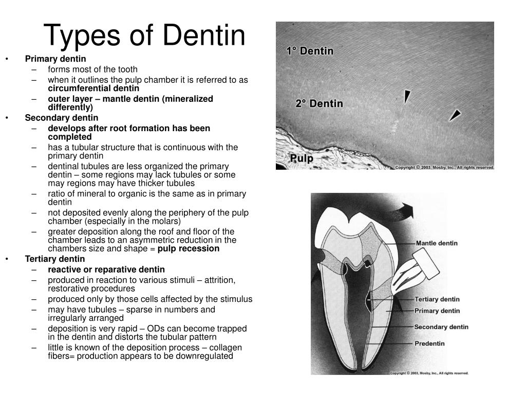PPT Dentin, Enamel, Pulp PowerPoint Presentation ID414775